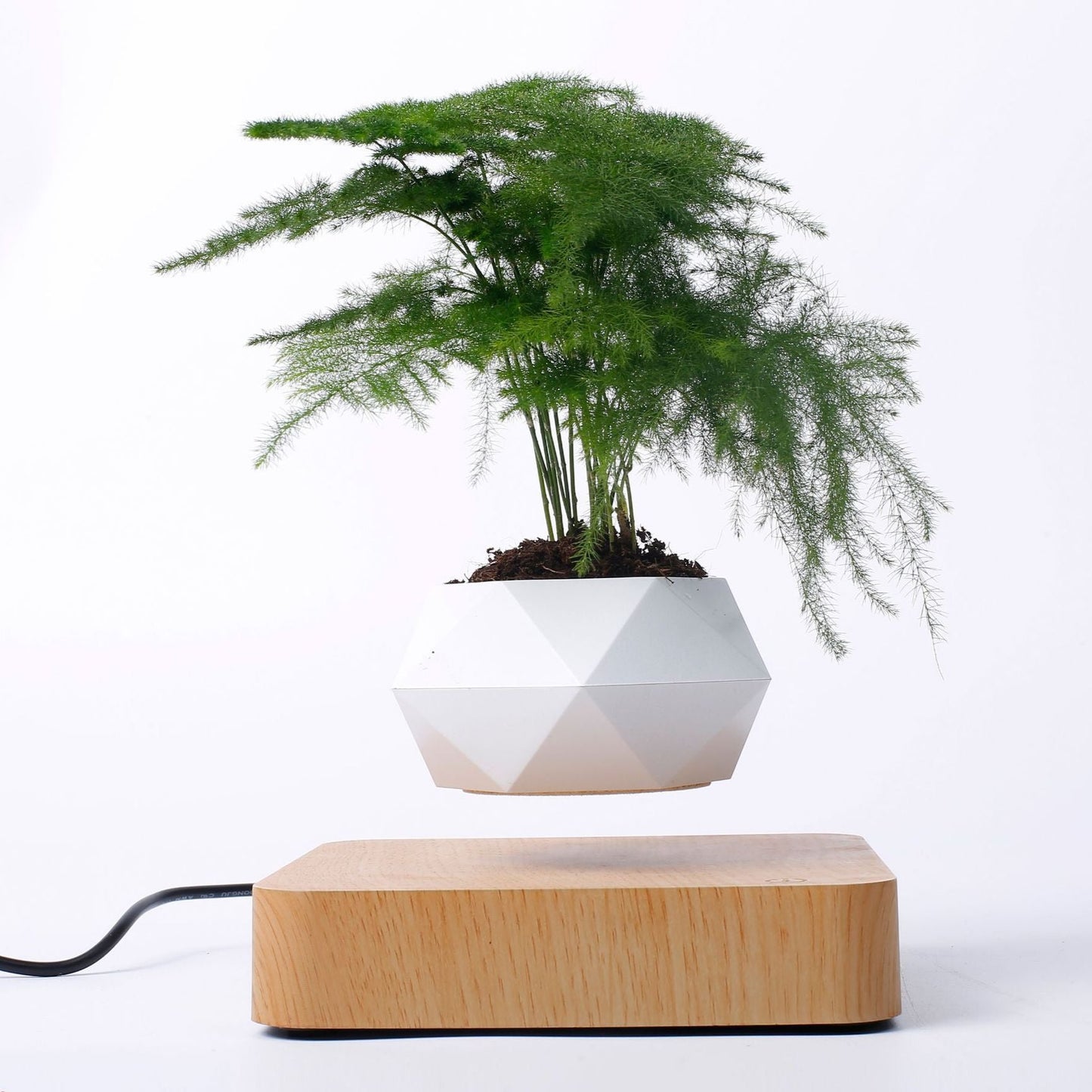 Levitating Plant