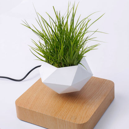 Levitating Plant