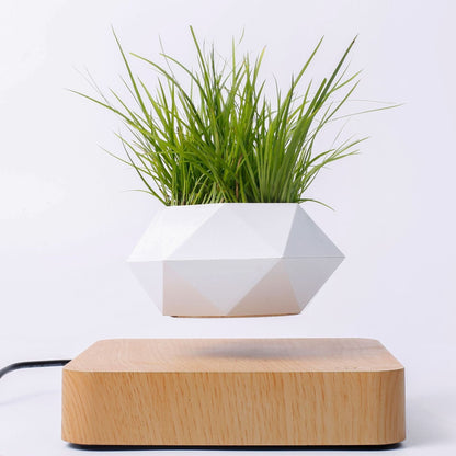 Levitating Plant