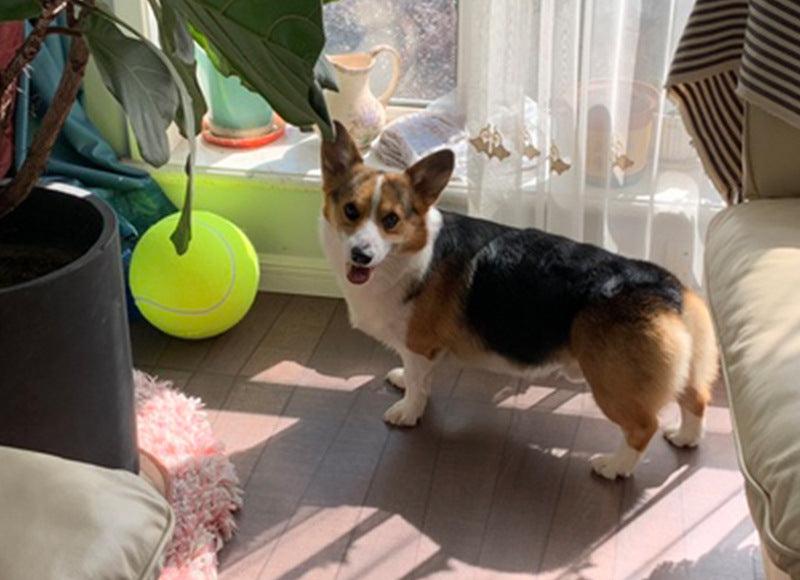 Pet Oversized Ball Toy